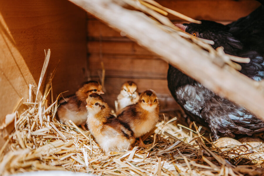 Tiere am Bauernhof Küken Schule am Bauernhof