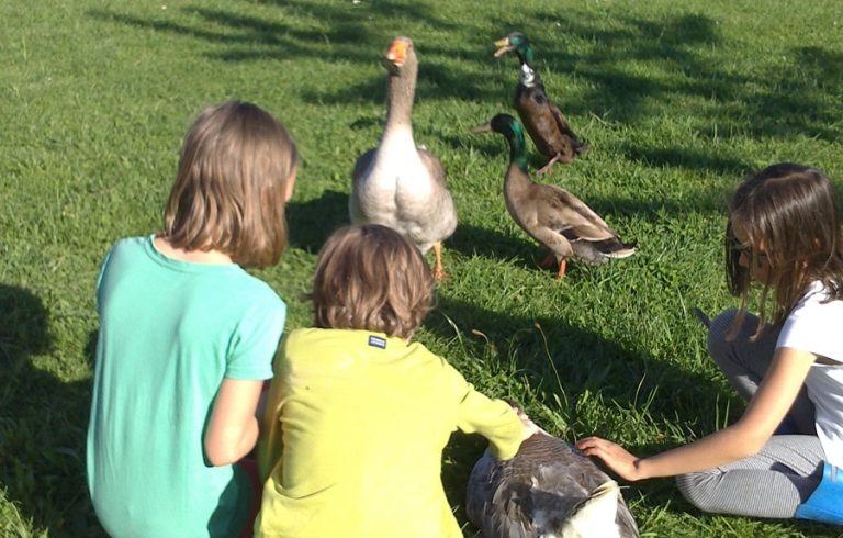 Kinder mit Enten und Gänse